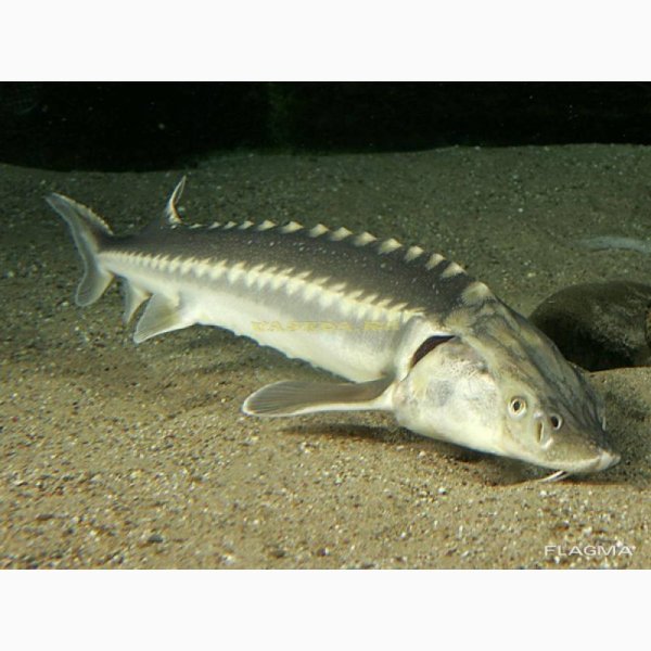 Каспийская рыба