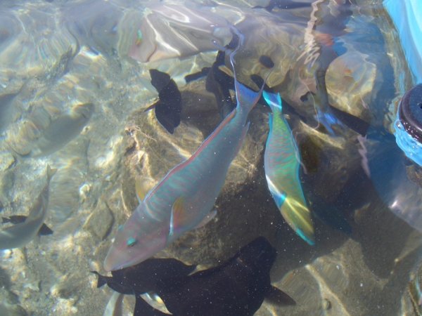 Рыбы Каспийского моря названия