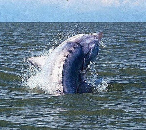 Осетрина в Каспийском море