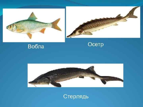 Байкальский осетр