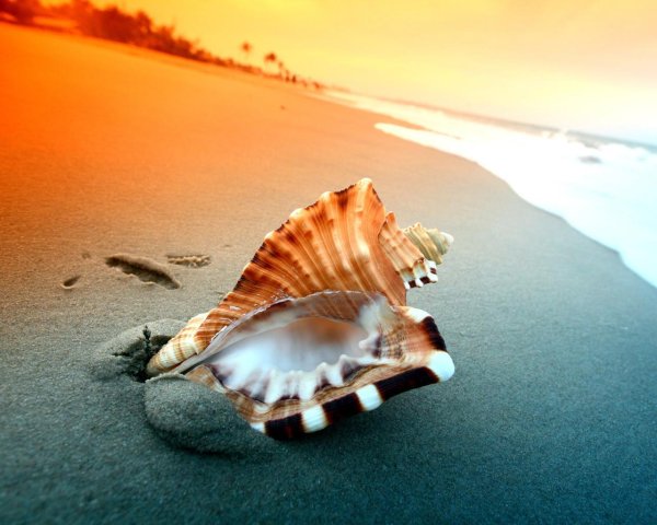 Морская раковина на берегу