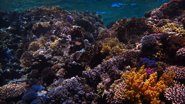 Картинки на рабочий стол подводный мир