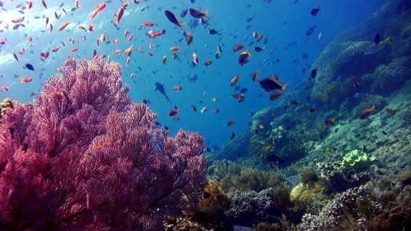 Райский риф Эйлат