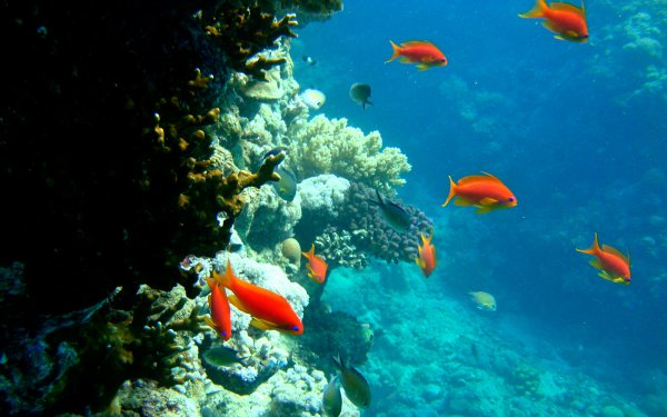 Коралловые рифы Тихого океана