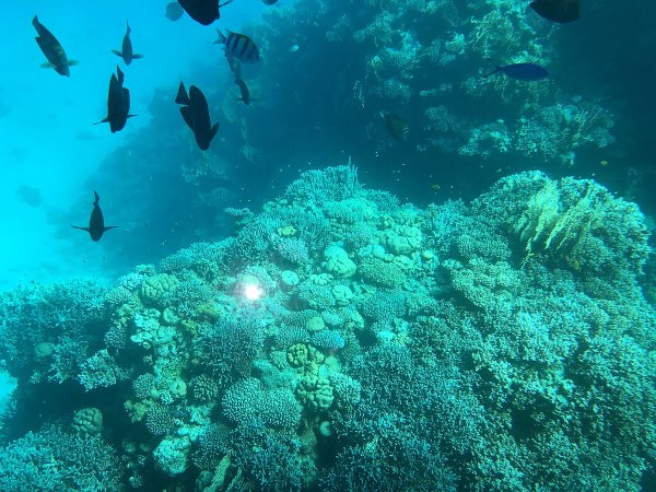 Атлантический океан коралловый риф