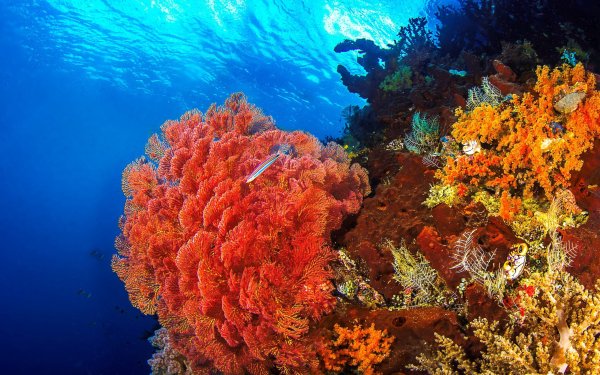 Шармель Шейх Египет красное море