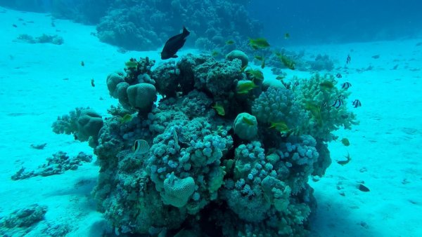 Подводный риф риф