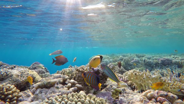 Подводный мир черного моря