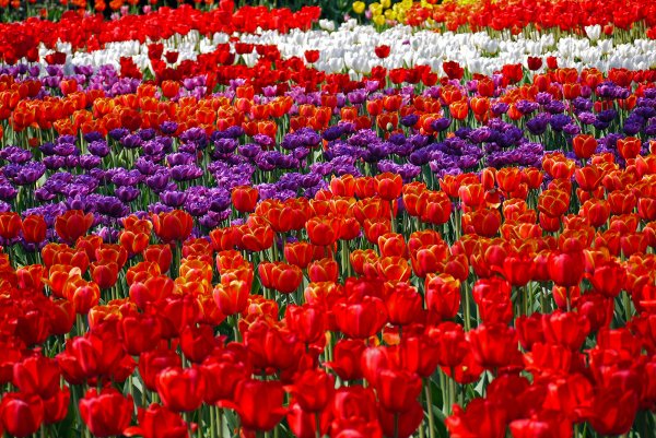 Целое море цветов