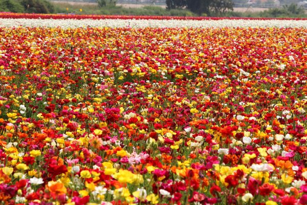 Целое море цветов картинки