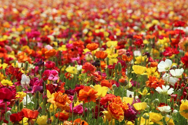 Море цветов