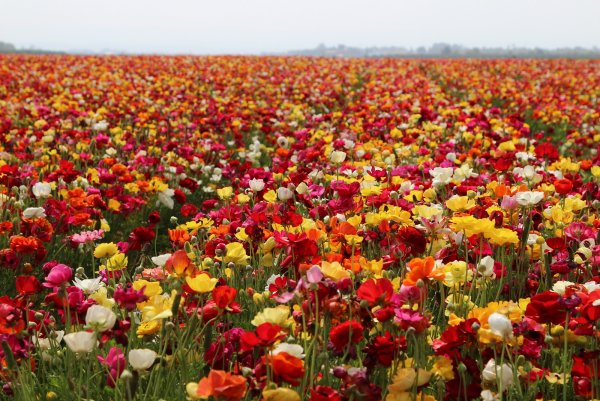 Море цветов