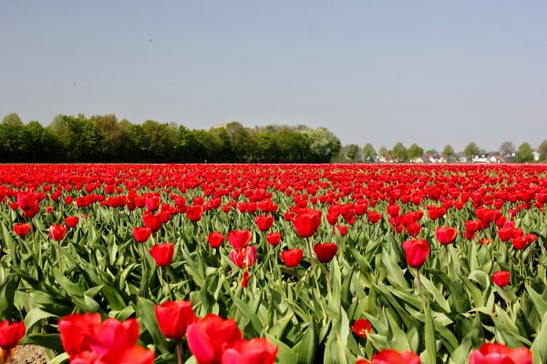 Море цветов