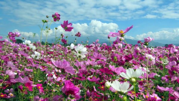 Розы на берегу моря