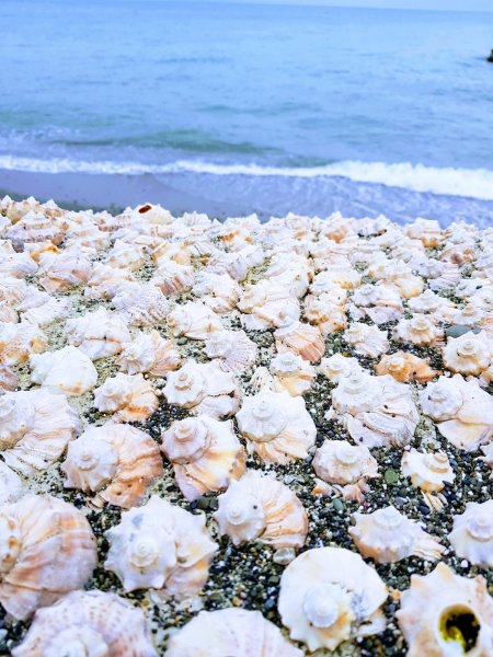 Цветы и море