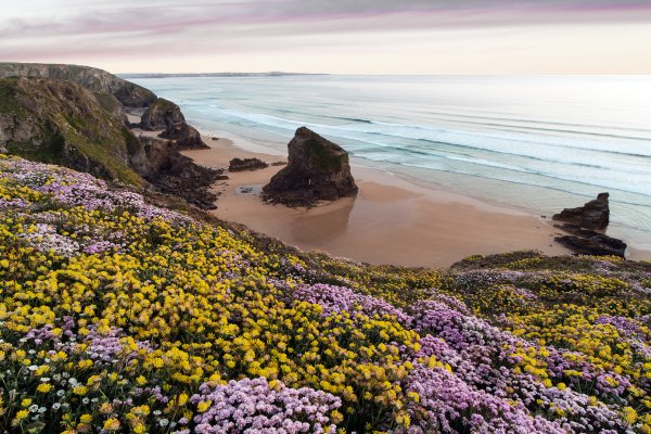 Маковые поля Голландия