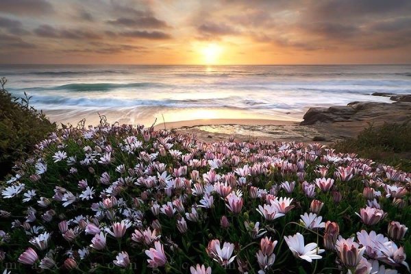 Тюльпан Свит Рози