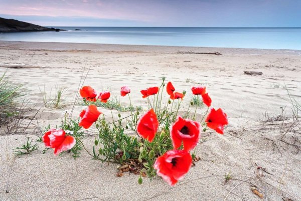 Хитачи Сисайд парк Япония