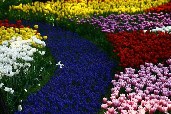 Поляна цветов