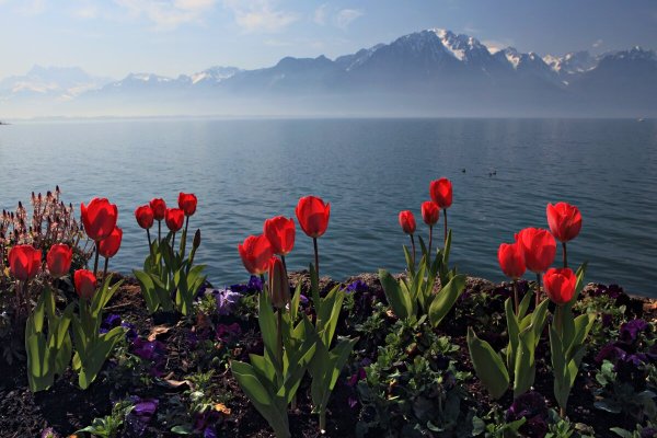 Гавайи Флора