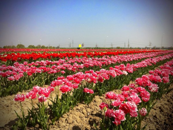 Белые тюльпаны