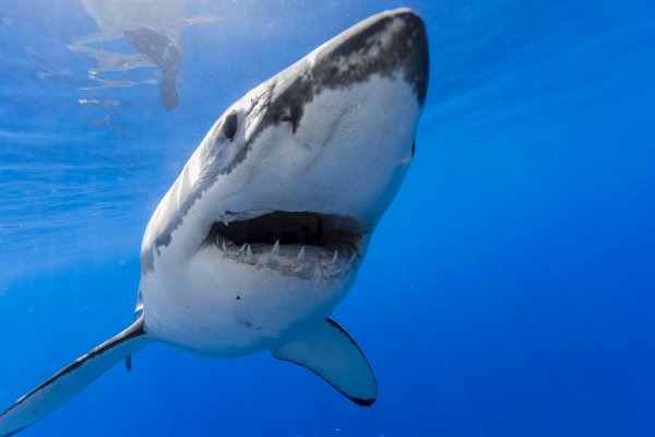 Тибурон акула