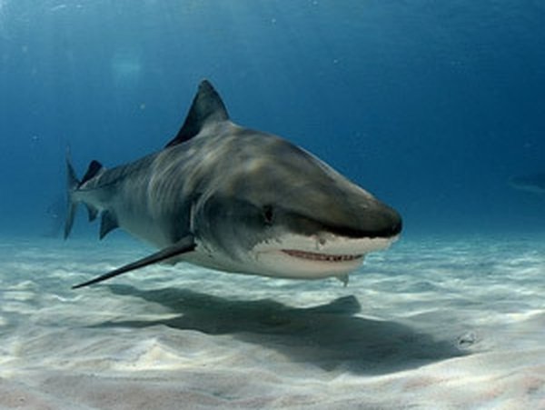 Тигровая акула в Красном море
