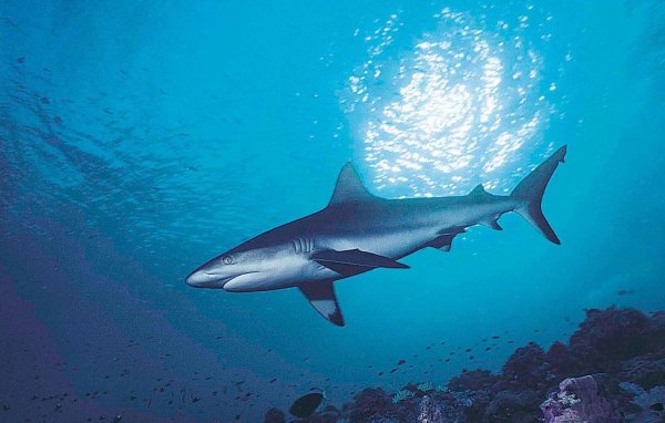 Рыбы прилипалы и акулы