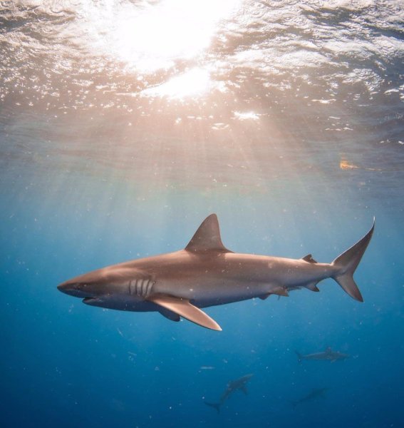 Кархародон МЕГАЛОДОН