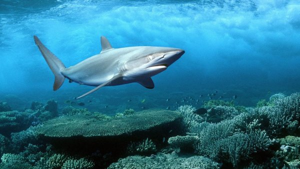 Катран сельдевая акула