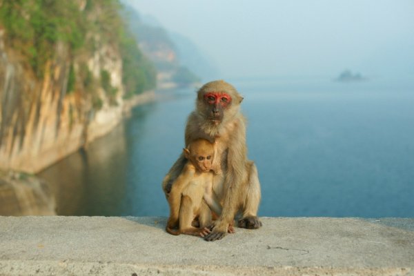Обезьяна на море