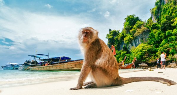 Остров обезьян Пхи Пхи