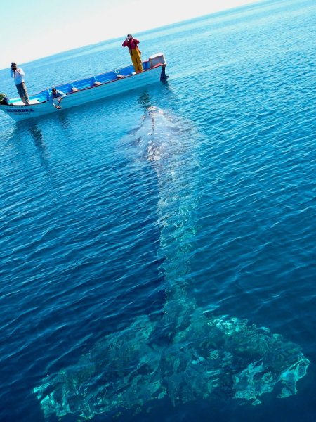 Талассофобия боязнь моря