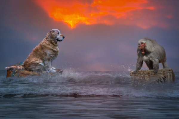 Обезьяна на фоне моря