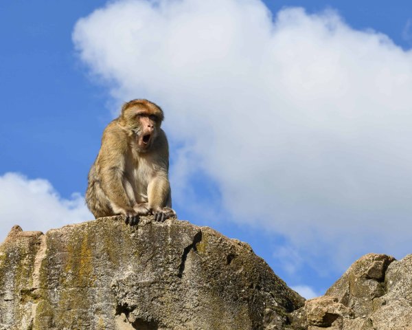 Обезьяна маг