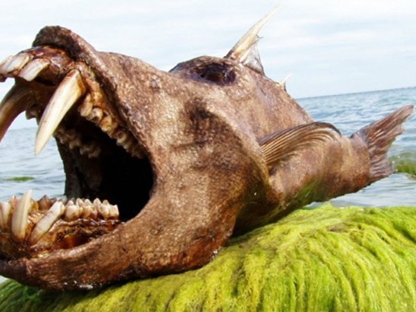 Канкун Мексика подводный музей