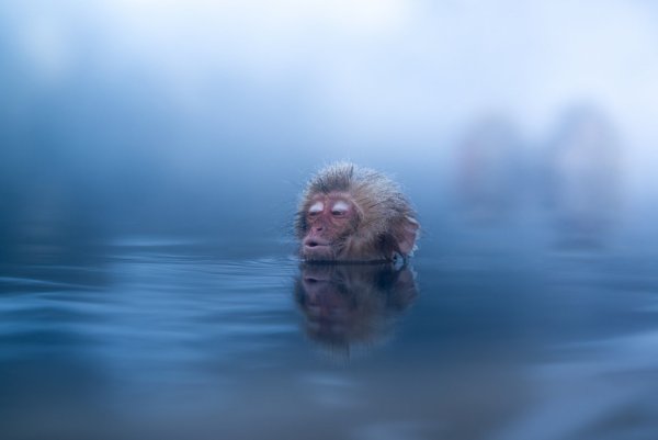 Водяная обезьяна