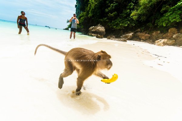 Обезьяна в душе