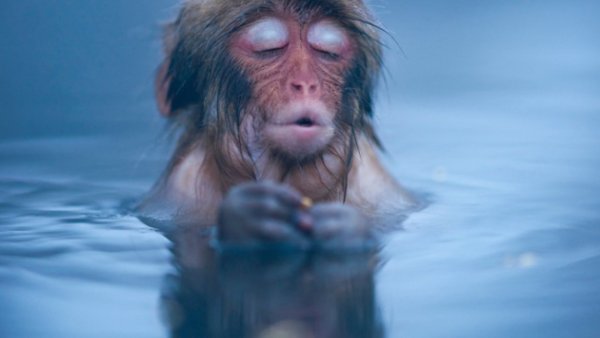 Картинки Грызуны в Тайланде Пхукет