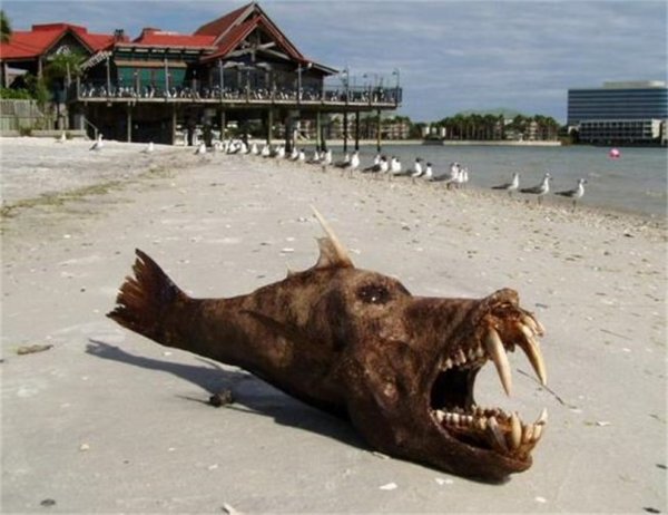 Плащеносная акула плащеносец