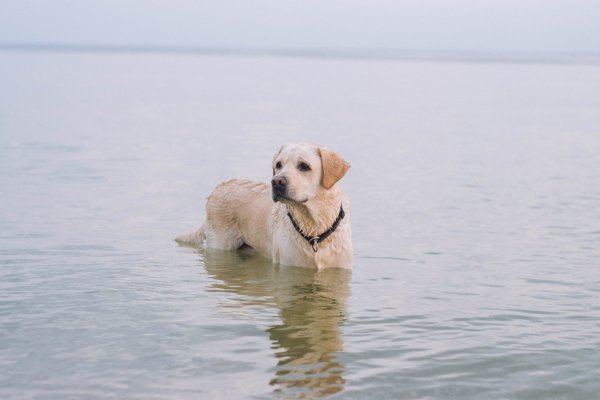 Белый лабрадор у моря