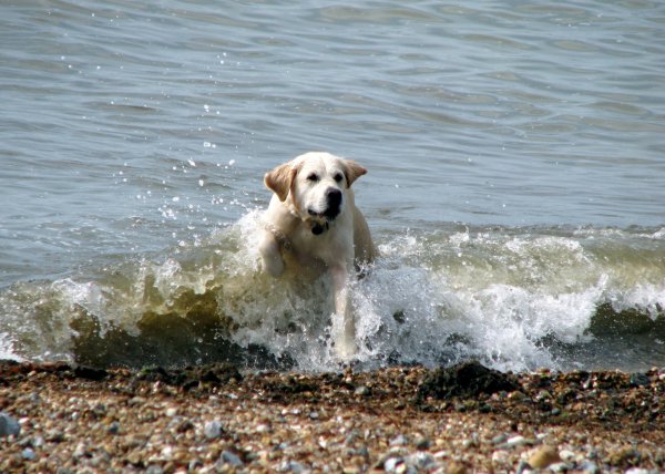 Море лабрадор