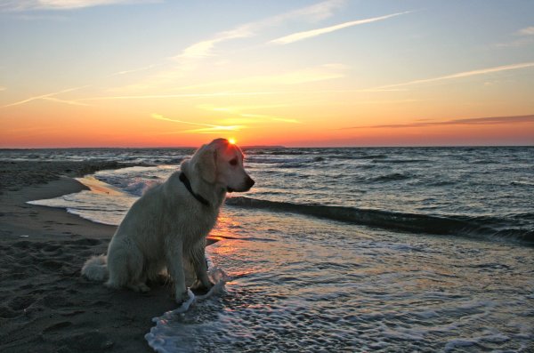 Солнечный лабрадор