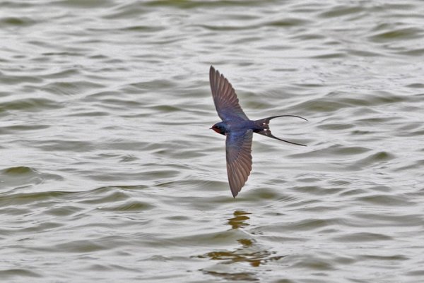 Птицы которые летают низко