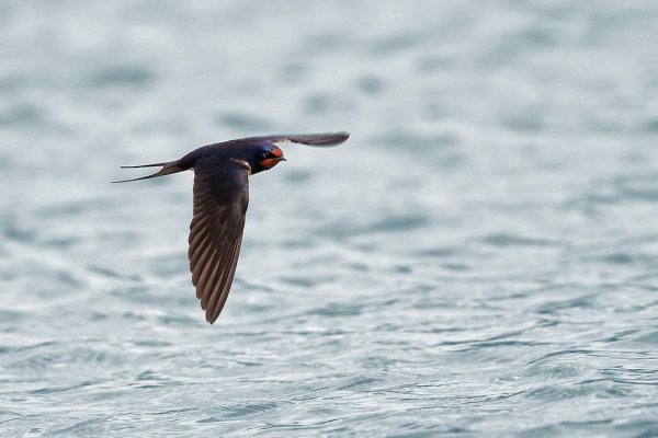 Ласточки над водой