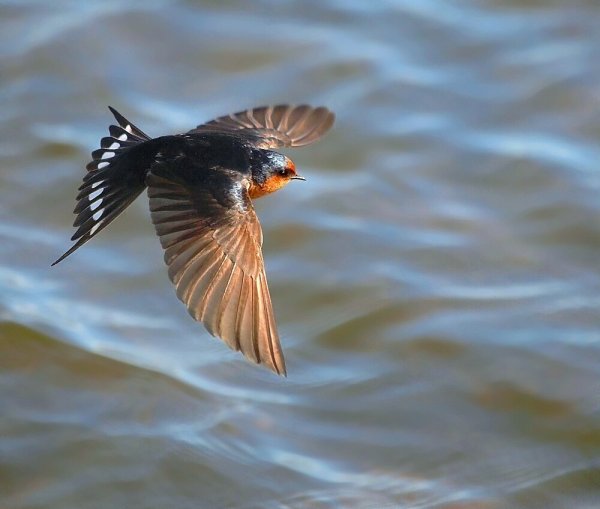 Ласточки над водой