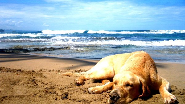 Собака на фоне моря