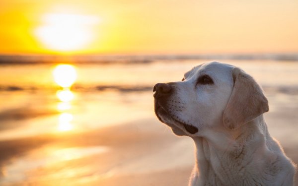 Лабрадор на фоне моря