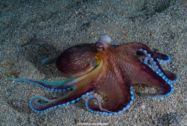 Головоногие моллюски осьминог