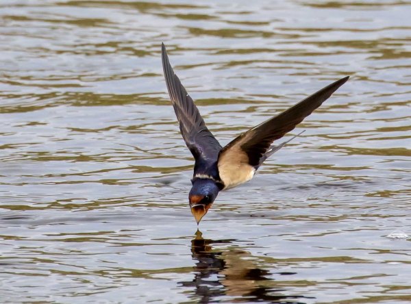 Ласточки над водой